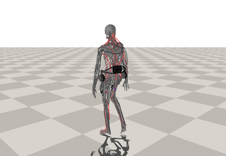 Muscle-actuated walking in simulation