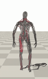 Muscle-actuated walking visualization