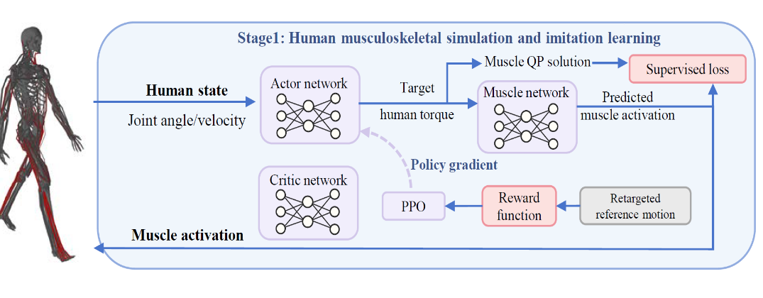 Stage 1 human musculoskeletal simulation and imitation learning pipeline